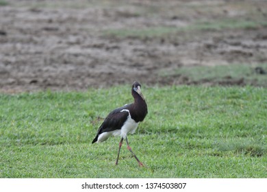 Abdims Stork In The Grass