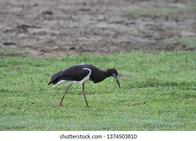 Abdims Stork In The Grass