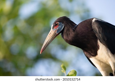 Abdims Stork Headshot Close Up 