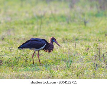 Abdims Stork In The Savanna