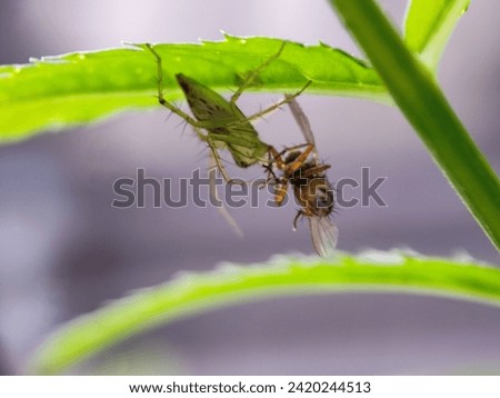 abdomen, animal, animals, antenna, asia, background, beautiful, biology, bug, bugs, close, closeup, color, colorful, detail, endemic, eyes, fauna, fly, green, head, hover, hover fly, hoverfly
