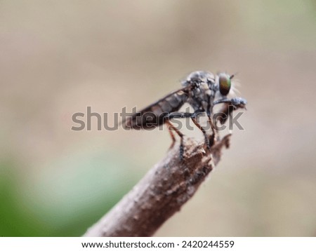 abdomen, animal, animals, antenna, asia, background, beautiful, biology, bug, bugs, close, closeup, color, colorful, detail, endemic, eyes, fauna, fly, green, head, hover, hover fly, hoverfly