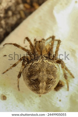 Abdomen of Neoscona Arabesca is a common orb-weaver spider. Often called the arabesque orbweaver, after the cryptic, brightly colored, swirling markings on its prominent abdomen