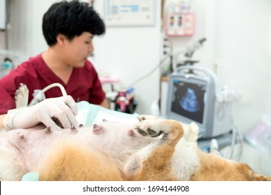 The Abdomen Of An Shiba Inu Dog, Who Was Examined By An Ultrasound.