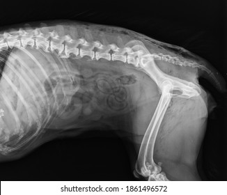 Abdomen X Ray Of A Dog Veterinary Clinic Radiography