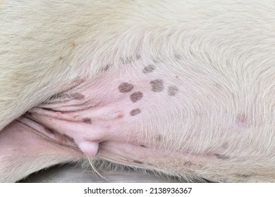 Abdomen Of Young Dog Showing Sex Organ And Black Patches On Skin