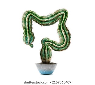 Abdominal Pain Concept. Human Colon Cactus On White Background