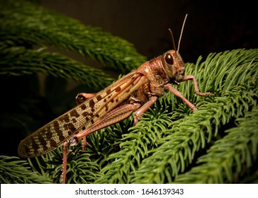 Abdul Hakim, Punjab / Pakistan - February 10 2020: This picture is of one of the Locusts and according to an information this kind of Locusts have caused severe demolition of crops