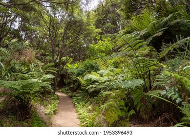 Abel Tasman Coast Track Leading Through Tropic Jungle, New Zealand