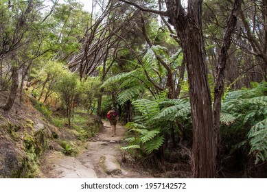 Abel Tasman Coast Track Leading Through Tropic Jungle, New Zealand