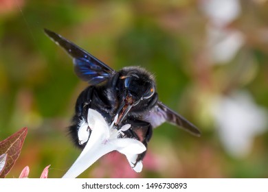 Abelha-Carpinteira Carpenter Bee Xylocopa Violacea