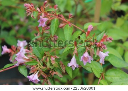 Abelia grandiflora Edward Goucher shrub flower