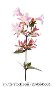 Abelia plant with flowers isolated on white background