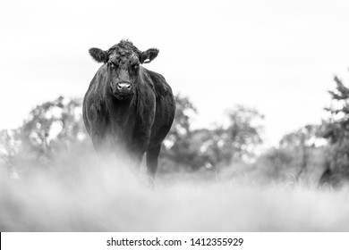 Aberdeen Angus Beef Cattle In Field Grazing 