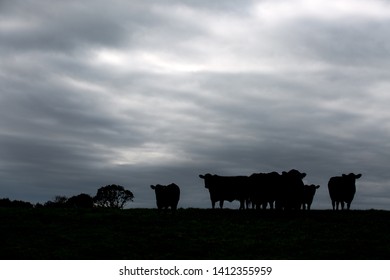 Aberdeen Angus Beef Cattle In Field Grazing 