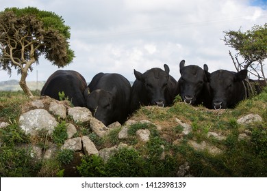 Aberdeen Angus Bulls Looking Over Wall 