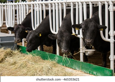 Aberdeen Angus Calves In Feedlot