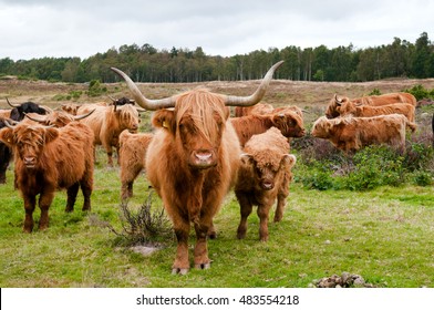 Aberdeen Angus Cattle