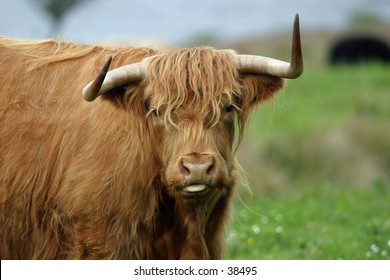 1,412 Aberdeen angus bull Images, Stock Photos & Vectors | Shutterstock