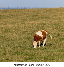 Aberdeen Angus Cow Grazing The Field