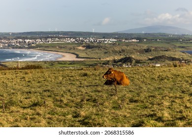 Aberdeen Angus Cow Having A Rest