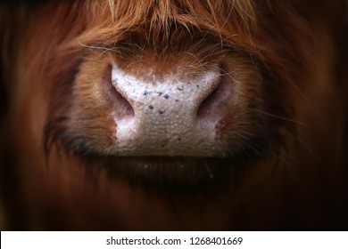 An Aberdeen Angus Highland Cow Up Close