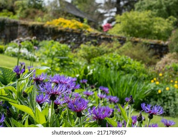 Aberfeldy UK. May 2022. Purple Centaurea Flowers In The Picturesque Bolfracks Garden Outside Aberfeldy, Perthshire, Highlands Of Scotland, UK.