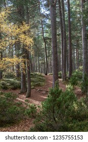 Abernethy Caledonian Forest In The Highlands Of Scotland.