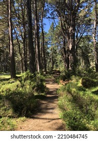 Abernethy National Nature Reserve Scotland 