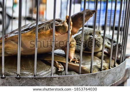 Abhua, Indian flap-shelled turtles (Lissemys ptyodactylus, Lissemys punctata) turtles are sold in Vietnamese market (live trading, wet market), and turtle soup is a delicacy in Southeast Asia, yet...