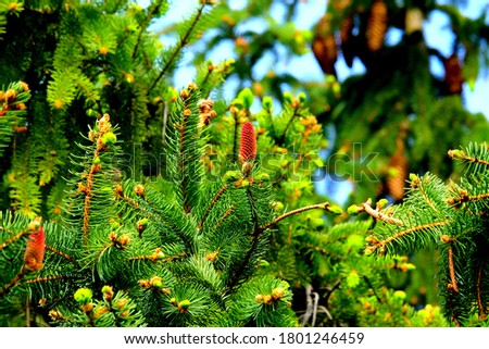 Abies alba the European silver fir or silver fir is a fir native to the mountains of Europe