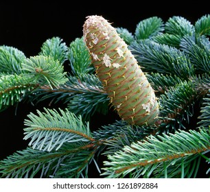 Abies Alba  / Silver Fir