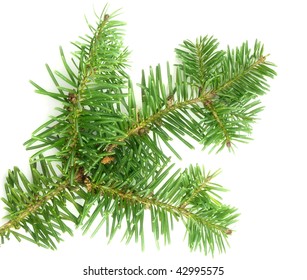 Abies Balsamea