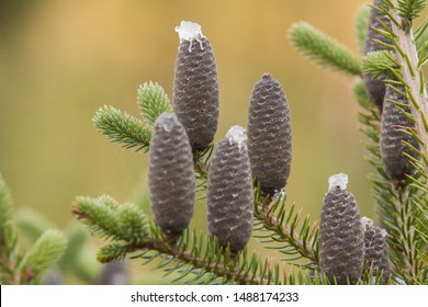 Abies Balsamea Or Balsam Fir