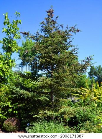 Abies balsamea or balsam fir is a North American fir, native to most of eastern and central Canada (Newfoundland west to central Alberta) and the northeastern United States