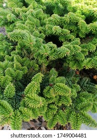 Abies Balsamea Nana Coniferous Bush