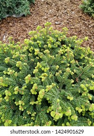 Abies Balsamea With Young Growth