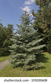 Abies Concolor, Colorado White Fir