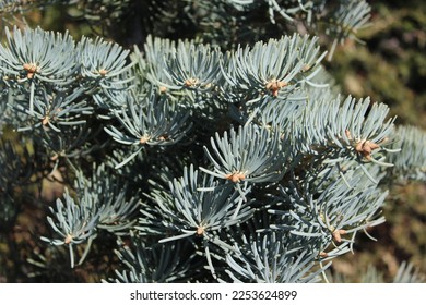 Abies concolor Compact conifers tree evergreen - Shutterstock ID 2253624899