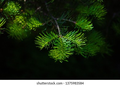 Abies Concolor Or The White Fir