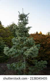 Abies Concolor, The White Fir Tree In Nature