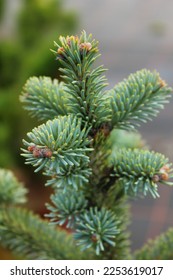 Abies lasiocarpa Compact conifers tree evergreen - Shutterstock ID 2253619017