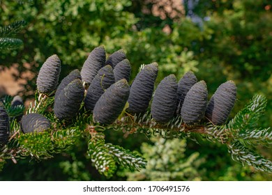 Abies Lasiocarpa,  Subalpine Fir Cones, Close View