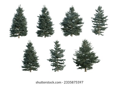 Abies-concolor tree in white background