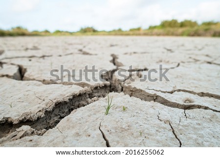 Abnormal climate causes paddy fields to dry up and grow weeds