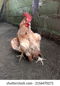 Abnormal Cock With Weaked Legs