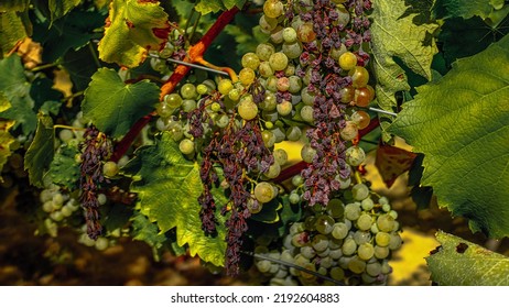 abnormal heat in France future deficit wine - Shutterstock ID 2192604883