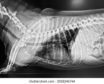 Abnormal Lateral Position Chest X-ray Film Image Of Sick Panting Old Dog Show Thoracic Multiple Nodular Mass That Diagnosis Lung Metastasis From Abdominal Cancer Neoplasia, Veterinary Medicine