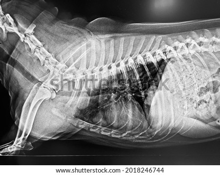 Abnormal lateral position chest X-ray film image of sick panting old dog show thoracic multiple nodular mass that diagnosis lung metastasis from abdominal cancer neoplasia, veterinary medicine