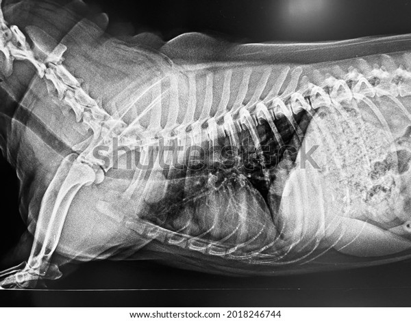 Abnormal lateral position chest X-ray film image\
of sick panting old dog show thoracic multiple nodular mass that\
diagnosis lung metastasis from abdominal cancer neoplasia,\
veterinary medicine